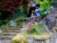 紫陽花が咲いている山寺