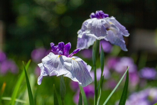 花菖蒲