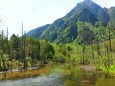 新緑の岳沢湿原