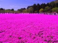 富士芝桜まつり