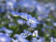 芝公園のネモフィラ