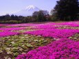 富士芝桜まつり