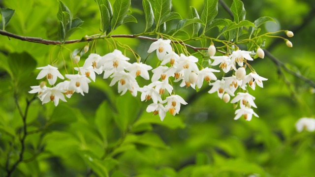 昭和記念公園のエゴノキ