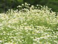 昭和記念公園のカモミール