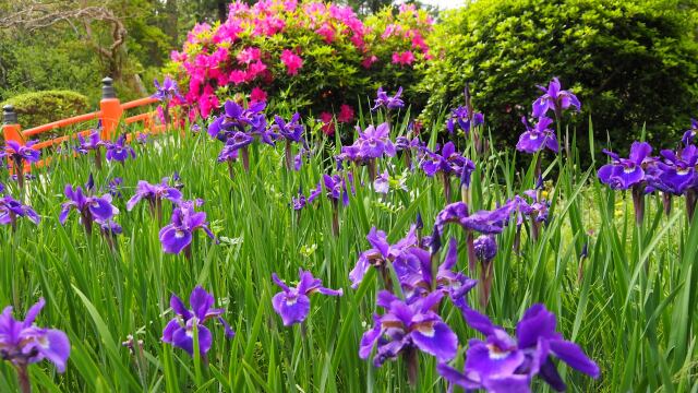 万葉植物園の菖蒲