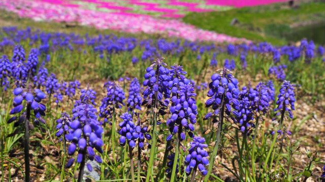 富士芝桜まつりのムスカリ