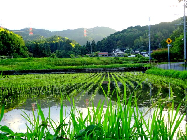 里に田植えの季節