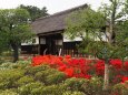 春の昭和記念公園