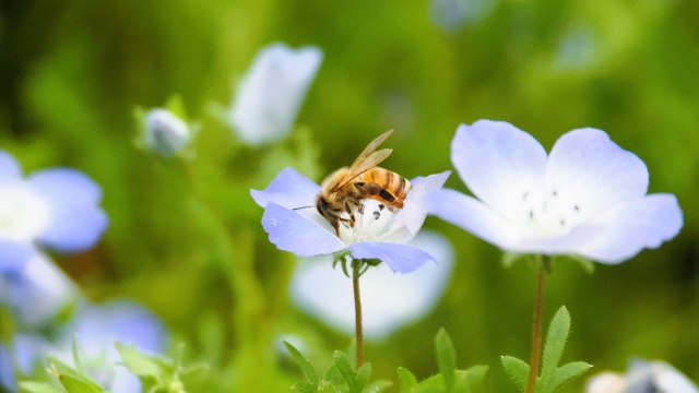 昭和記念公園のネモフィラと蜜蜂