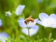 昭和記念公園のネモフィラと蜜蜂