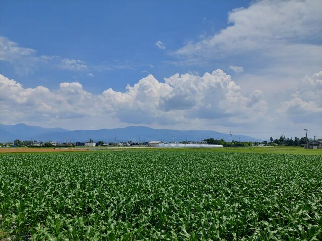 晴天のトオモロコシ畑と青空