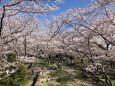 桜の公園