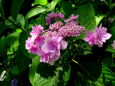 初夏の光に咲いている紫陽花