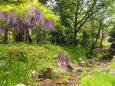 春の万葉植物園