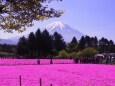 富士芝桜まつり