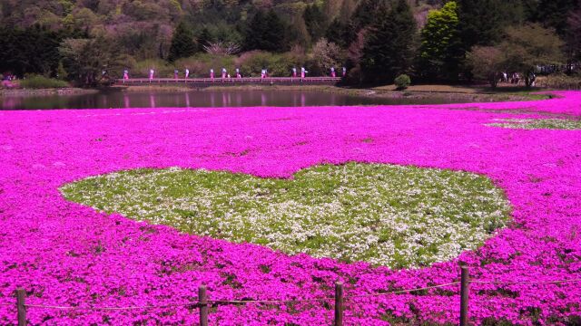 富士芝桜まつり