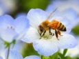 昭和記念公園のネモフィラと蜜蜂