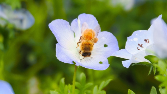 昭和記念公園のネモフィラと蜜蜂