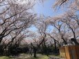 桜の園