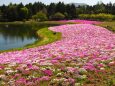 富士芝桜まつり