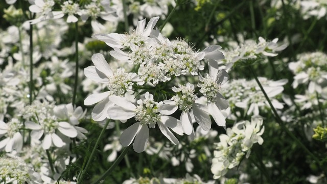 芝公園のオルラヤ