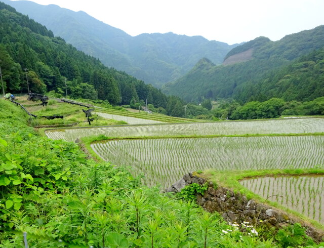 田植えが終わった棚田