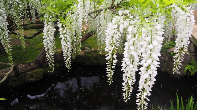 万葉植物園の藤