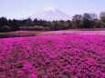 富士芝桜まつり