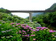 紫陽花と見上げる橋