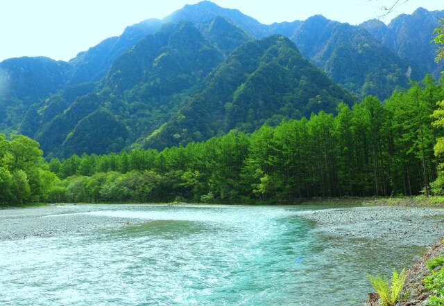 初夏の梓川とカラ松