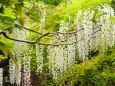 万葉植物園の藤