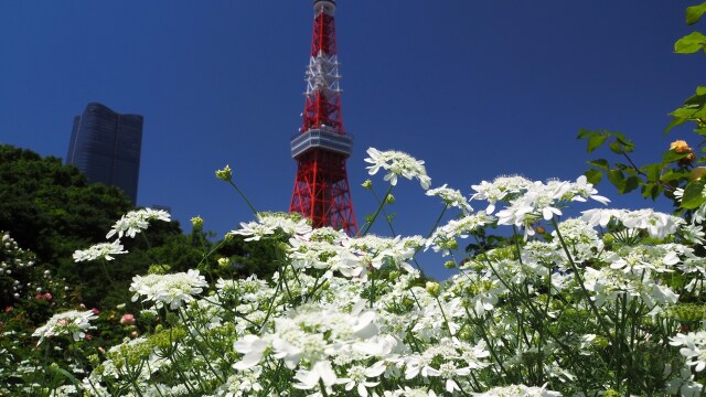 芝公園のオルラヤと東京タワー