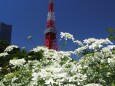 芝公園のオルラヤと東京タワー