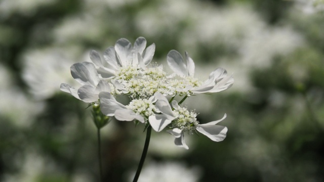 芝公園のオルラヤ