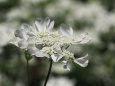 芝公園のオルラヤ