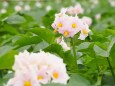昭和記念公園のジャガイモの花