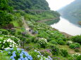 山間部ダムの水辺の紫陽花園