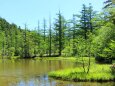 初夏の明神池