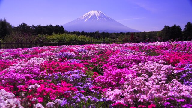 富士芝桜まつり