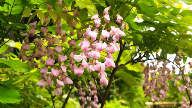 万葉植物園の藤