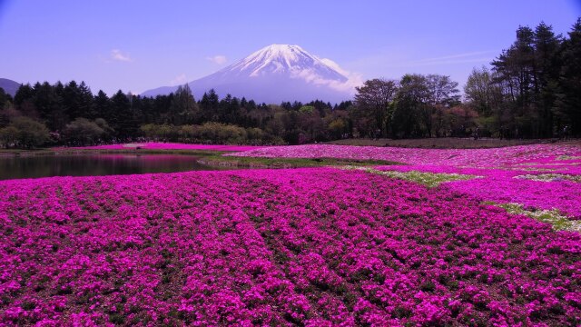 富士芝桜まつり