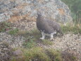 甲斐駒ヶ岳の雄雷鳥2