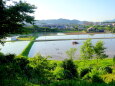 梅雨入り晴れ間の代掻き風景