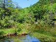 初夏の明神池