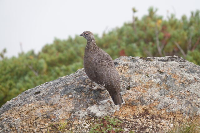 甲斐駒ヶ岳の雄雷鳥3