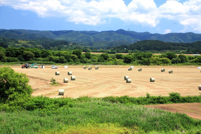 夏の風物詩