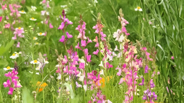 昭和記念公園のリナリア