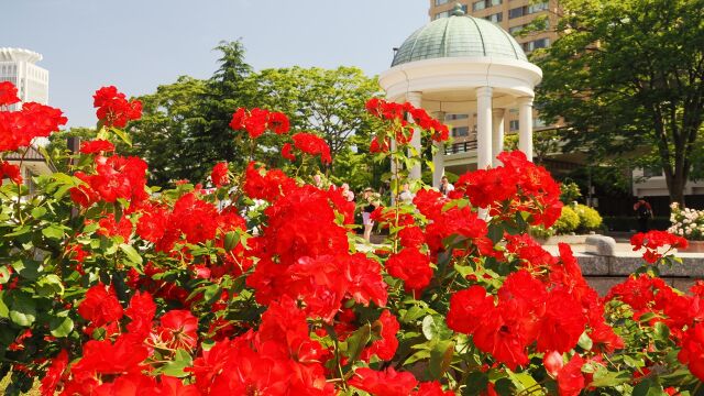 ヴェルニー公園のバラ