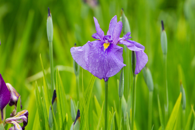 花菖蒲