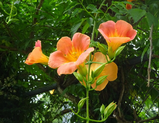 夏の花 ノウゼンカズラ